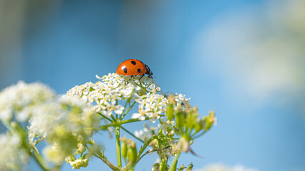 Closeup of ladybug on white flower, colorful blur background, copy space © Wheat field