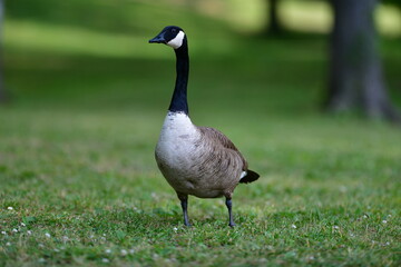 Canadian Goose in green field