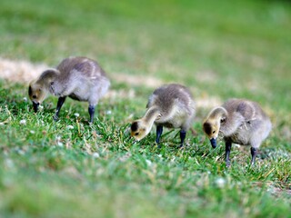 Canadian Geese Goslings
