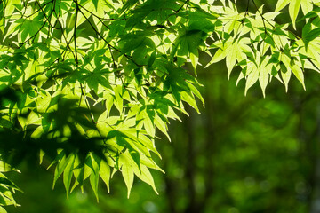 Fototapeta na wymiar 日本楓の新緑