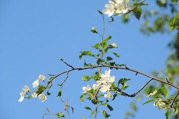 Blossoming apple tree flowers. Spring flowers. Spring Background