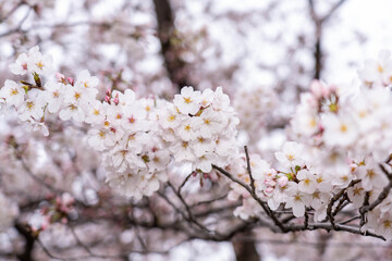 さくら満開_0328