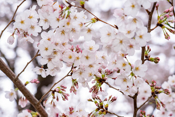 Fototapeta premium さくら満開_0328