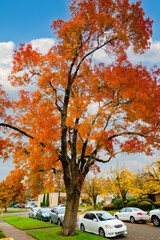 A bigtooth maple tree showing brilliant autumn fall corlors in Salem Oregon