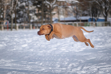 Angry American Pit Bull Terrier photographed while jumping on the snow close-up.