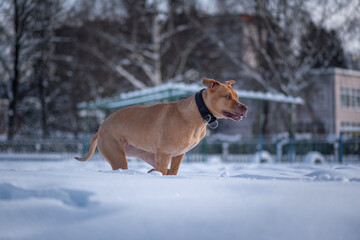 Angry American Pit Bull Terrier photographed while running in the snow close-up.
