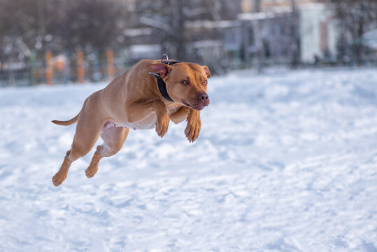 Angry American Pit Bull Terrier photographed while jumping on the snow close-up.