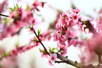 Blooming peach blossom, very beautiful