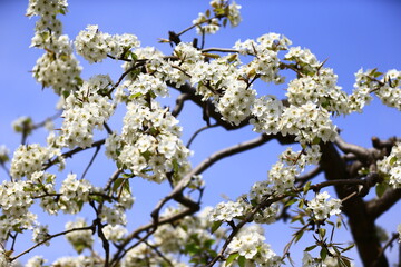 Blooming pear flower, very beautiful