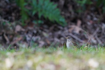 pale thrush in the field