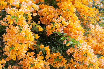 Beautiful orange Bougainvillea flower bloom in the garden with sunlight for background.