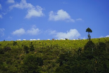 landscape mountain grass and sky