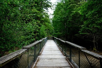 wooden bridge in the forest