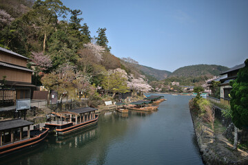 Fototapeta na wymiar Spring on the Kamo River, Kyoto and some cherry trees
