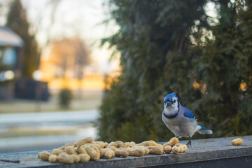 Bluejay eating peanuts during an early morning spring feeding in Southeast Michigan