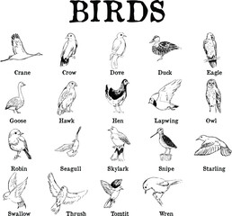 A chart of types of birds. Ink illustrations set: crane, crow, dove, duck, eagle, goose, hawk, hen, lapwing, owl, robin, seagull, skylark, snipe, starling, swallow, thrush, tomtit, wren. 
