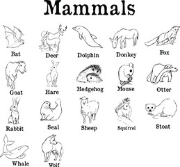 Mammals chart. Ink illustrations of bat, deer, dolphin, donkey, fox, goat, hare, hedgehog, mouse, otter, rabbit, seal, sheep, squirrel, stoat, whale, wolf. Wildlife animals theme. Simple texture style
