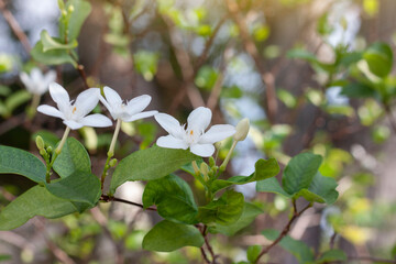 White wrightia antidysenterica flower bloom in the garden with sunlight on blur nature background.