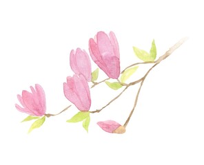 木蓮の花の水彩画