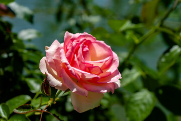 Beautiful variety of Rose grown in the Jardin Rosedal de Palermo in Buenos Aires, Argentina. Foreground.