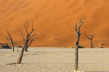 ナミビアのデッドフレイ死の沼
