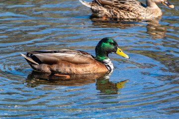 Fototapeta premium Mallard duck swimming in the water