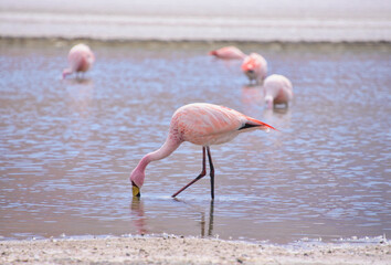Fototapeta premium Beautiful James's flamingo (Phoenicoparrus jamesi), Eduardo Avaroa National Reserve, Salar de Uyuni, Bolivia