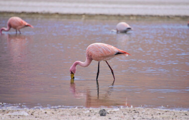 Beautiful James's flamingo (Phoenicoparrus jamesi), Eduardo Avaroa National Reserve, Salar de Uyuni, Bolivia