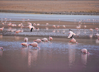 James's flamingo (Phoenicoparrus jamesi), Eduardo Avaroa National Reserve, Salar de Uyuni, Bolivia