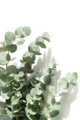 green eucalyptus leaves bouquet and sunlight shadows  on a white background.  top view. copy space.flat lay.  © irenastar