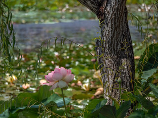 Pink Lotus In Sea Of Vegetation