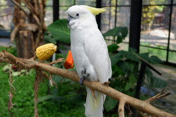 Yellow-crested Cockatoo