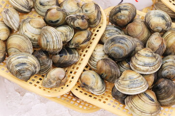 市場で売られていた二枚貝