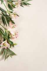 green eucalyptus leaves and pink flowers frame on a pink  background.  top view. copy space.flat lay. copy space.flat lay. 