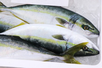 市場で売られていた新鮮なイナダ