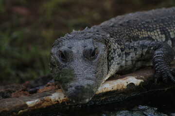 caiman descansando 