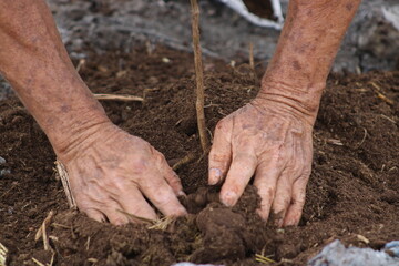 manos en la tierra plantando 
