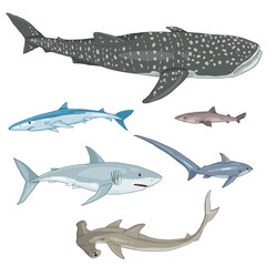 Fototapeta premium Vector Set of Cartoon Sharks.