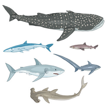 Vector Set of Cartoon Sharks.