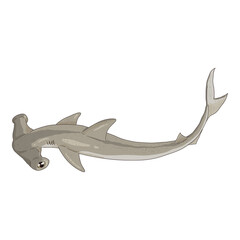 Fototapeta premium Cartoon Hammer-head Shark. Sphyrnidae Illustration.