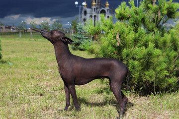 Mexican Naked Dog up close. Xoloitzcuintli against a background of green spruce