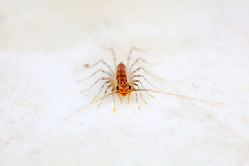 common house centipede on a white background, North China