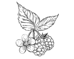 Hand drawn sketch black and white of raspberry, leaf, berry, branch, flower. Vector illustration. Elements in graphic style label, card, sticker, menu, package. Engraved style illustration.