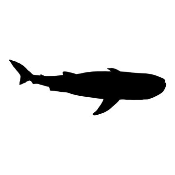 Vector Black Silhouette of Whale Shark.