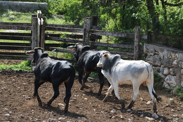 tres toros corriendo en su corral en una mañana  bien iluminada 