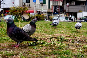 公園の鳩