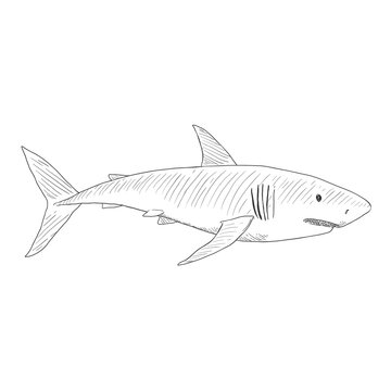recommend clip art: Vector Sketch Great White Shark. Carcharodon Carcharias