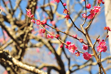 日本の梅と春