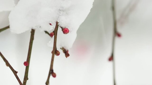 雪の中の枝垂れ梅（プルフォーカス）