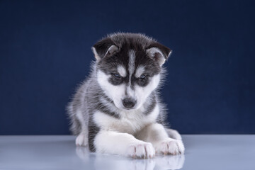 Cute husky puppy on a blue background.